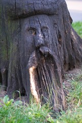 trunk of a tree with a face