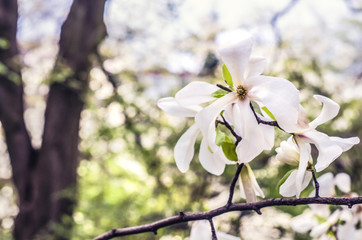 White Magnolia on a blurred background.