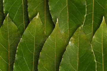 laurel bay leafs , background