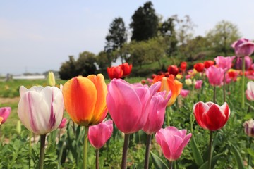 馬見丘陵公園のチューリップ畑