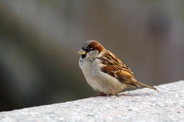sparrow on the parapet