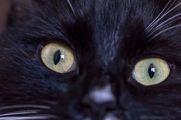 green eyes black cat