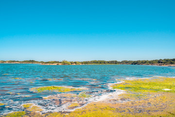 Albufera Lake.Natural park. Unsafe waters. Summer holidays. Algae on the water.