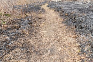 pathway in the forest after the fire, a small burnt tree, burnt grass in early spring or autumn