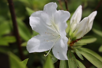京都ぶらり、街で見つけた春の花