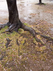 雨の日の桜の花びら散った公園風景