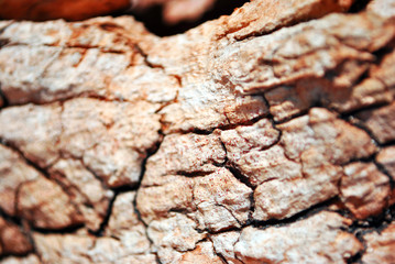 Poplar tree cracked old trunk, horizontal blurry  background texture close up detail 