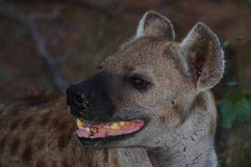 Tüpfelhyäne / Spotted hyaena / Crocuta crocuta