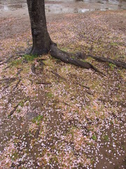 雨の日の桜の花びら散った公園風景