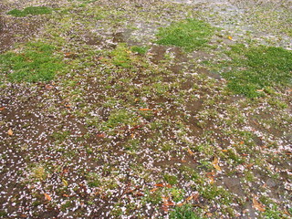 Obraz premium 雨の日の桜の花びら散った公園風景