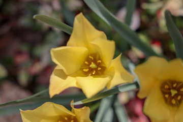 京都ぶらり、街で見つけた春の花