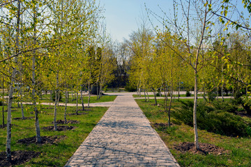 Green trees in the spring