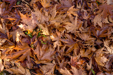 The fallen leaves in autumn forest at sunny weather