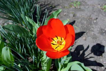 Flower spring tulip
