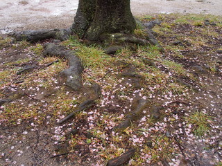 雨の日の桜の花びら散った公園風景