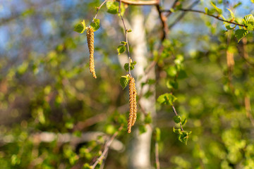  Inflorescences of young birch in early spring on a sunny morning