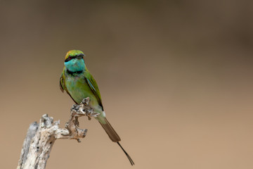 Obraz premium Bee-eater8