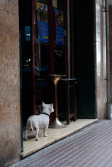 Dog waiting in fron of a bar
