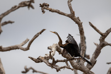 Schlangenhalsvogel2