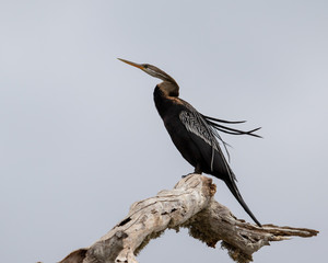 Schlangenhalsvogel1