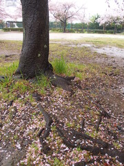 雨の日の桜の花びら散った公園風景