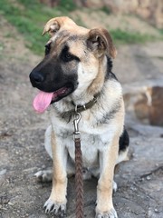 german shepherd dog