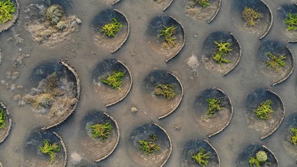 lanzarote tenerife agriculture aerial shot