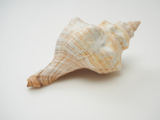 Beautiful patterned shells