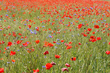 Flowers Red poppies blossom on wild field with selective focus. 