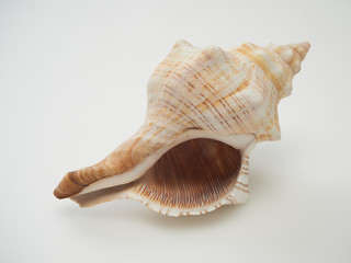 Beautiful patterned shells