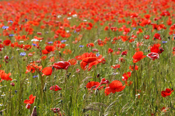 Fototapeta na wymiar Flowers Red poppies blossom on wild field with selective focus. 