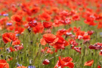 Flowers Red poppies blossom on wild field with selective focus. 