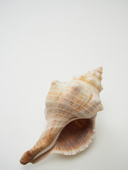 Beautiful patterned shells