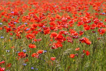 Flowers Red poppies blossom on wild field with selective focus. 