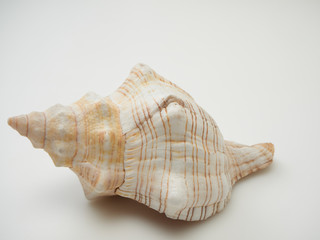 Beautiful patterned shells