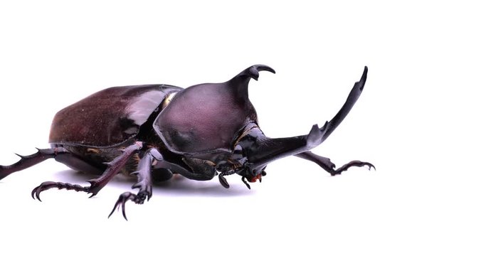 Japanese Rhinoceros Beetle.