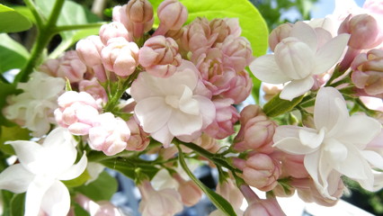Blumenblüten und Knospen im Frühling