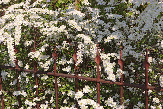  blooming spirea bush growing beside a metal fence