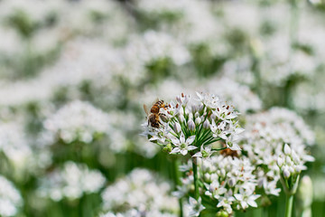Bee collecting nectar from a flower in sunny spring day