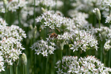 Bee collecting nectar from a flower in sunny spring day