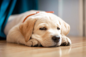 cute little puppy Labrador