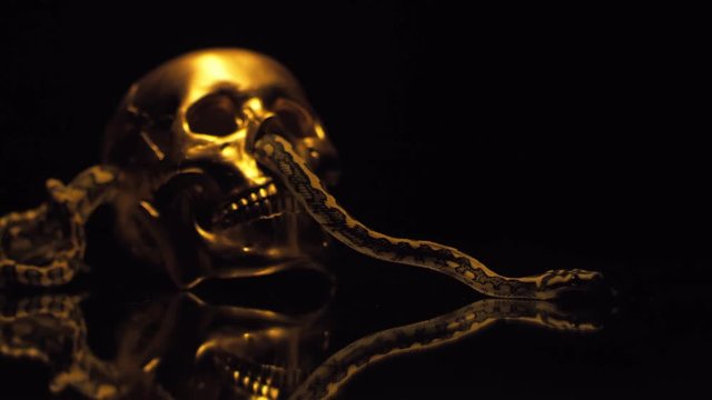 A snake and a gold skull