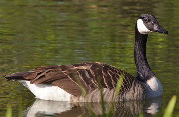 Duck in a pond