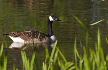 Obraz premium goose in a pond