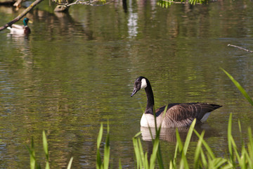 goose in a pond