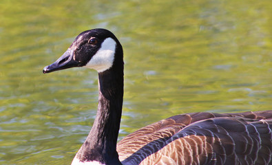 Goose in a pond