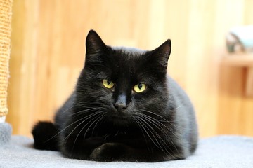 beautiful black cat is lying on the scratching post and looking to the camera