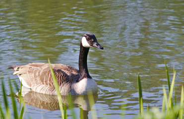 goose in a pond