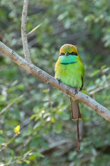 Green Bee-eater (Merops orientalis), Yala National Park, Sri Lanka	