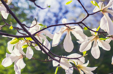White Magnolia on a blue background.